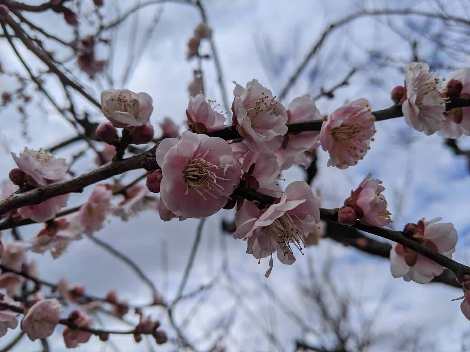 梅の花