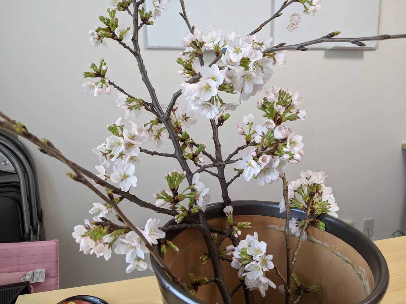 桜の枝