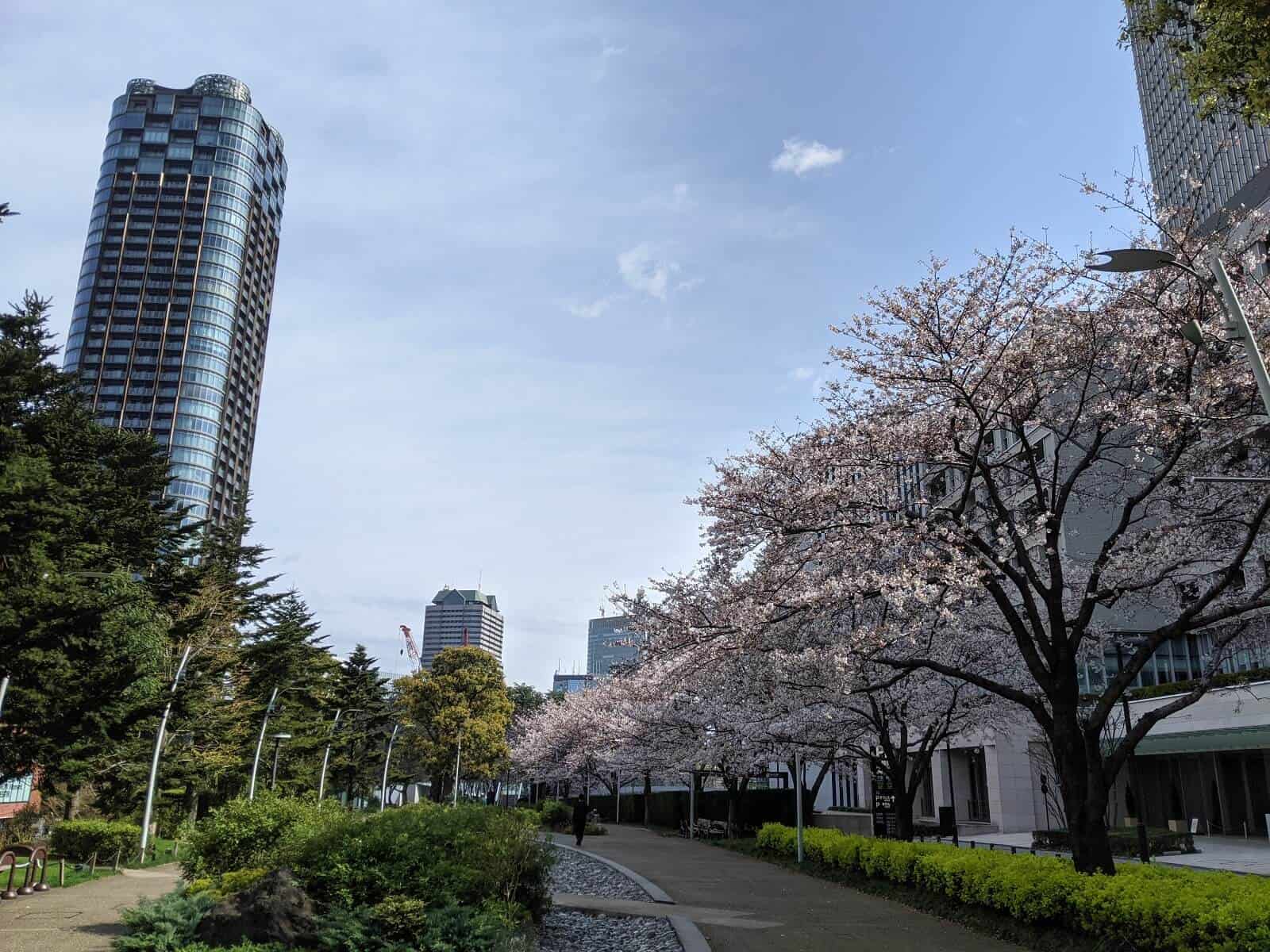 六本木ミッドタウンの桜