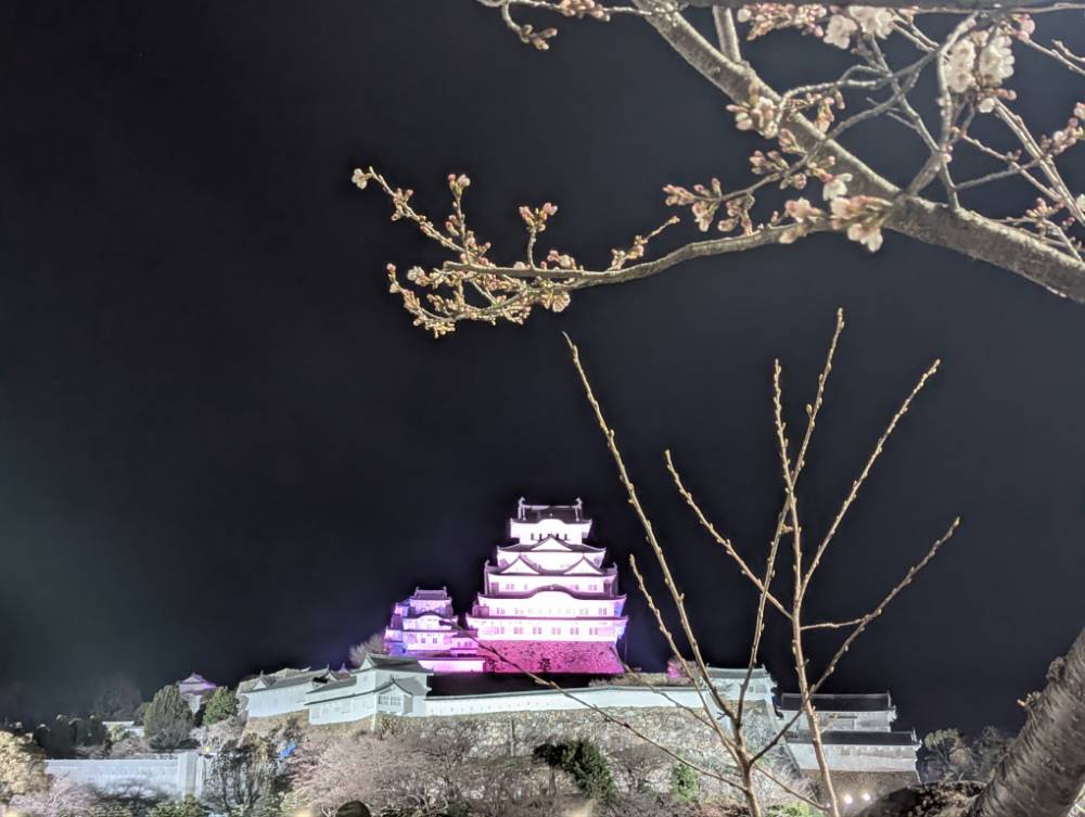 桜と姫路城