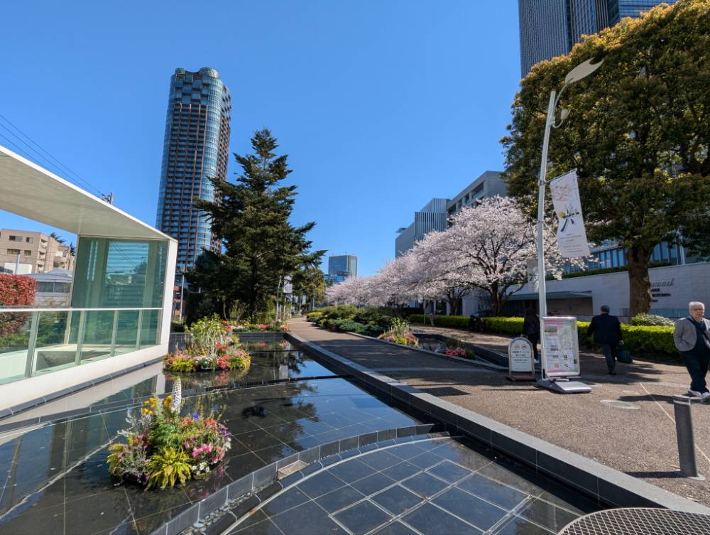 快晴のミッドタウンの桜