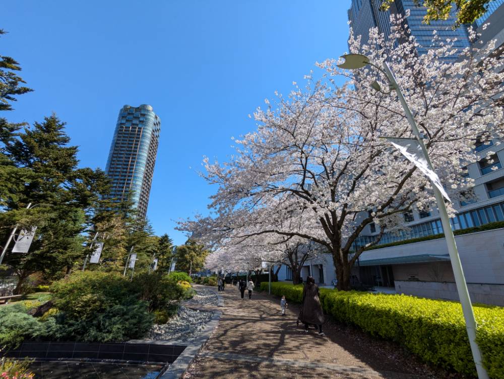 快晴のミッドタウンの桜４