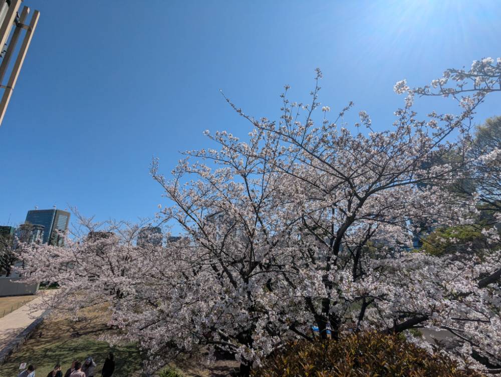 快晴のミッドタウンの桜３
