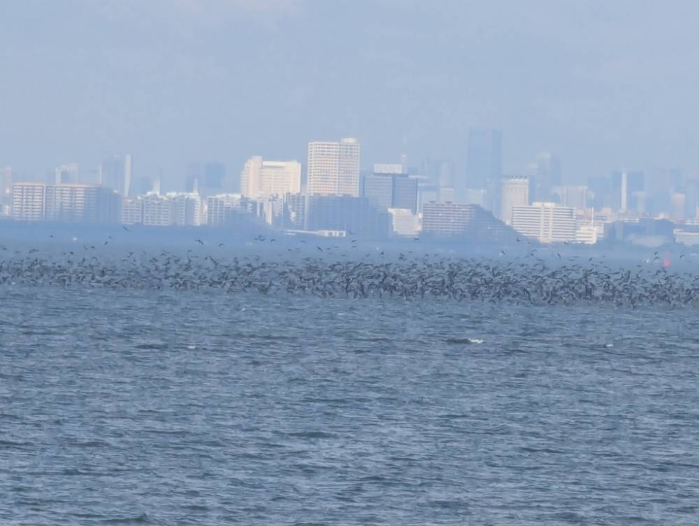海に浮かぶ大量の鳥(カラス?)