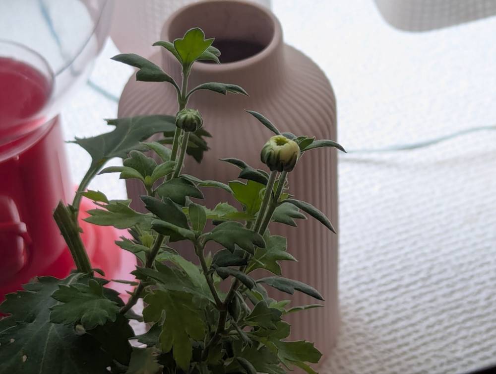 白菊のつぼみ